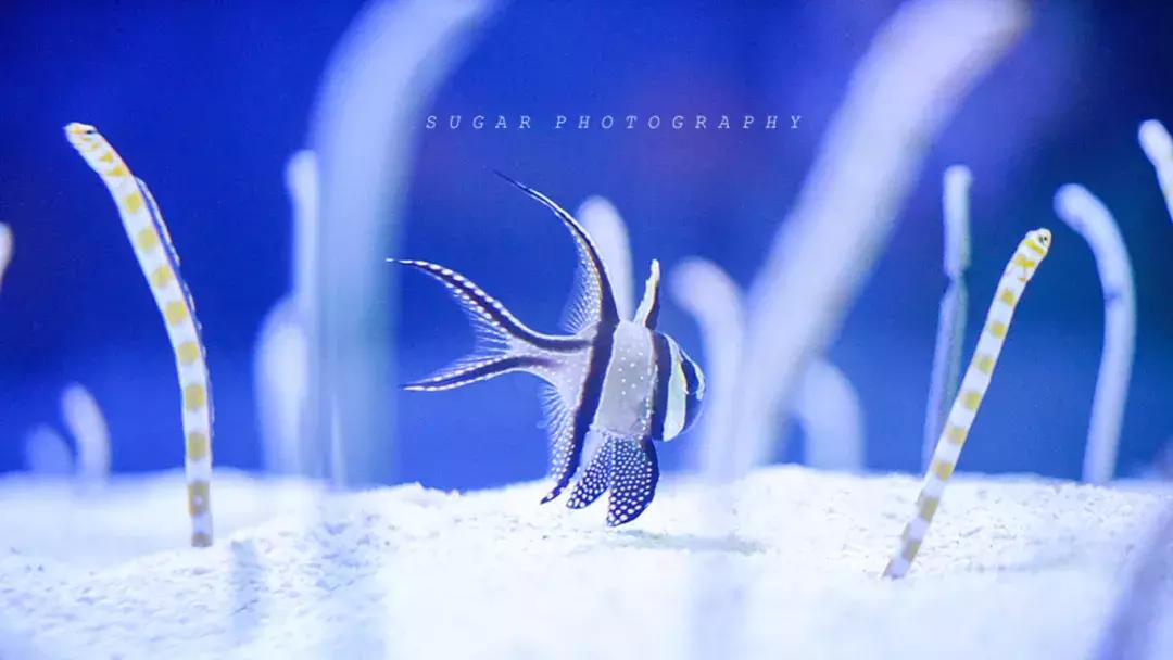 「亲子游」与万千海洋动物一起，夜宿探索极地海洋之美