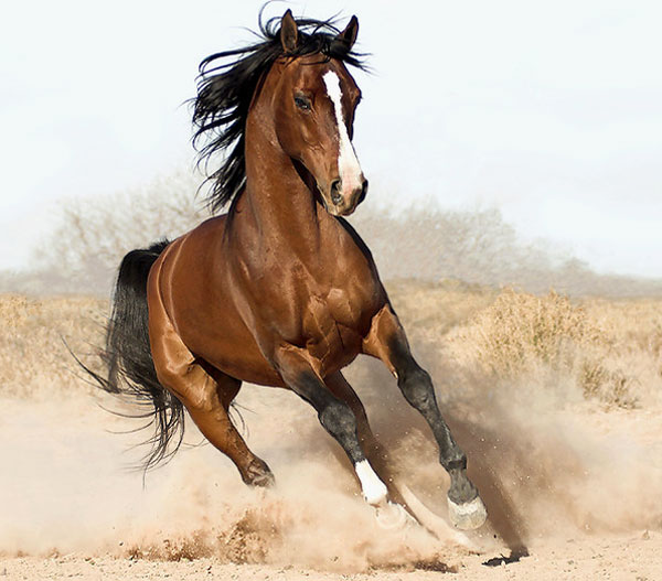 汗血宝马真的出汗流血吗,汗血宝马真的能日行千里吗