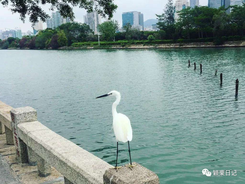 关于白鹭的资料,关于白鹭的资料五年级