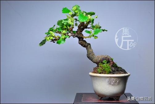 盆栽观赏树枯萎怎么补救,盆栽树枯萎的叶子可以剪掉吗