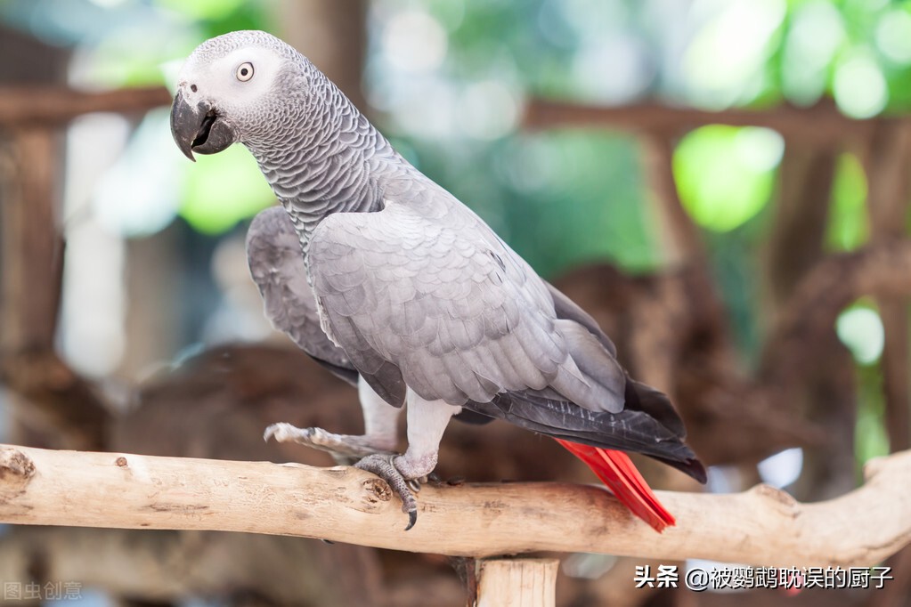 模仿人语世界闻名的鹦鹉，非洲灰鹦鹉性价比最高，你对它了解吗？