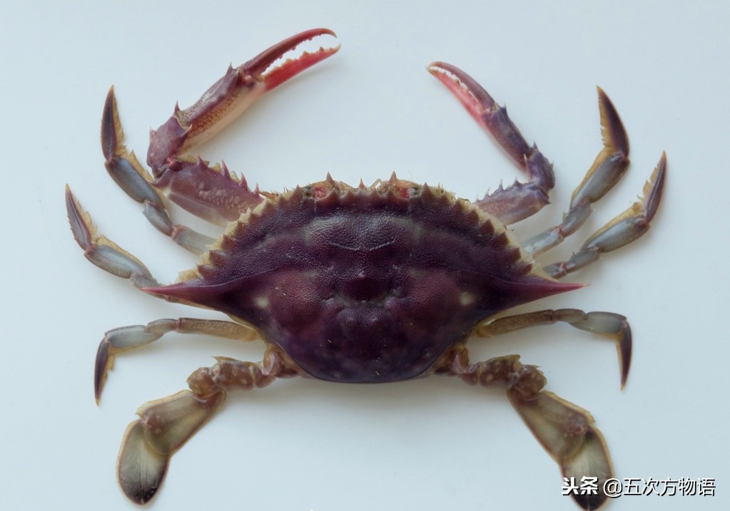 海鲜市场都有什么海蟹品种,青岛市场帝王蟹种类