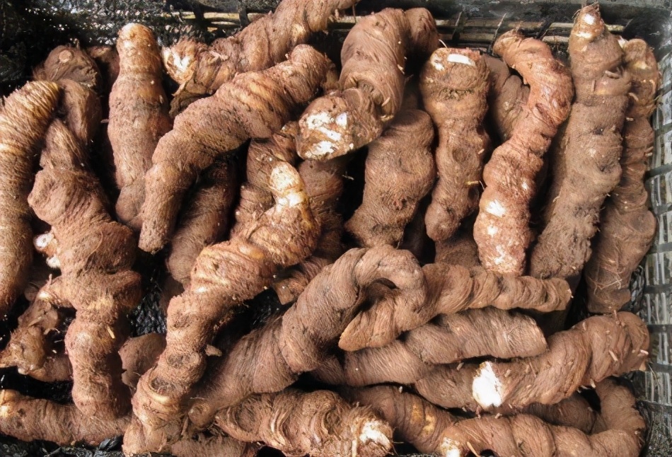 长在深山阴暗处，有小毒却价值高，如今快被挖绝了，若遇到请保护