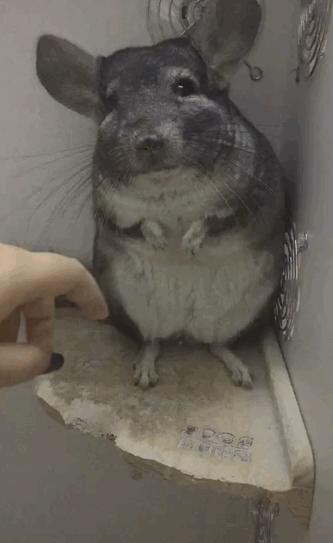 心药语音视频,心药讲解