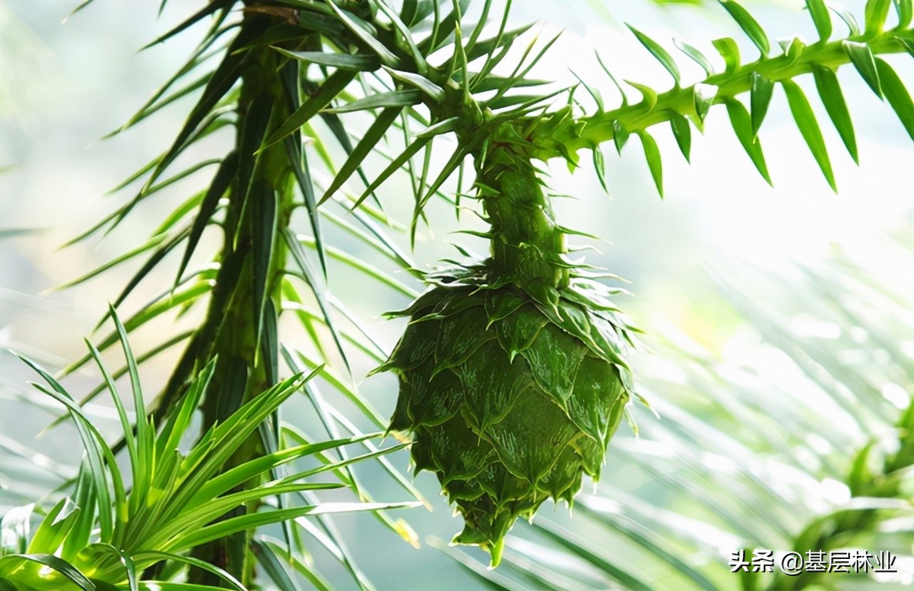 水杉树是不是一级保护植物,杉木属里有水杉吗