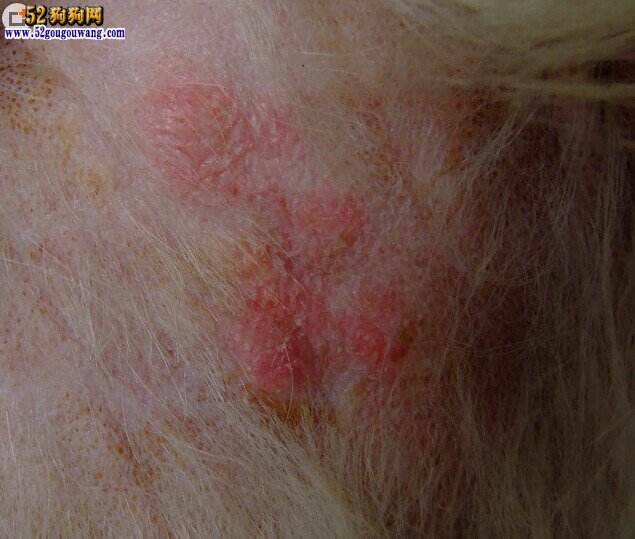 狗狗皮肤病照片及治疗方法,狗狗严重皮肤病治疗最佳方法