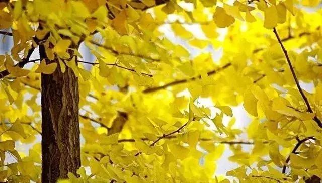 绿化苗木树种名称,绿化苗木大全名称及图片