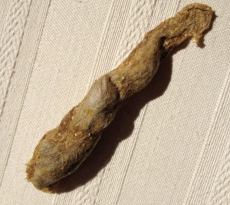 猫咪呕吐白色泡沫怎么回事,猫咪呕吐白色泡沫是什么原因