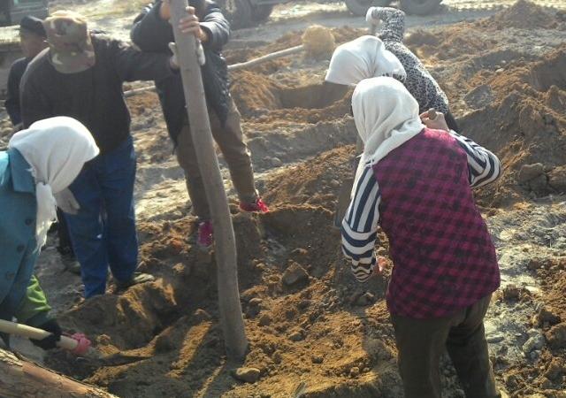 白蜡树怎样种植成活率高,白蜡树的全冠和半冠区别