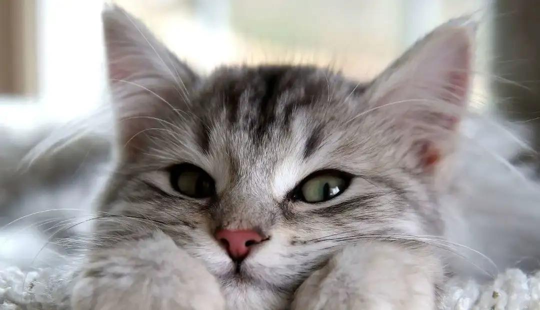 养猫必看的医学知识书,100个科学养猫秘籍