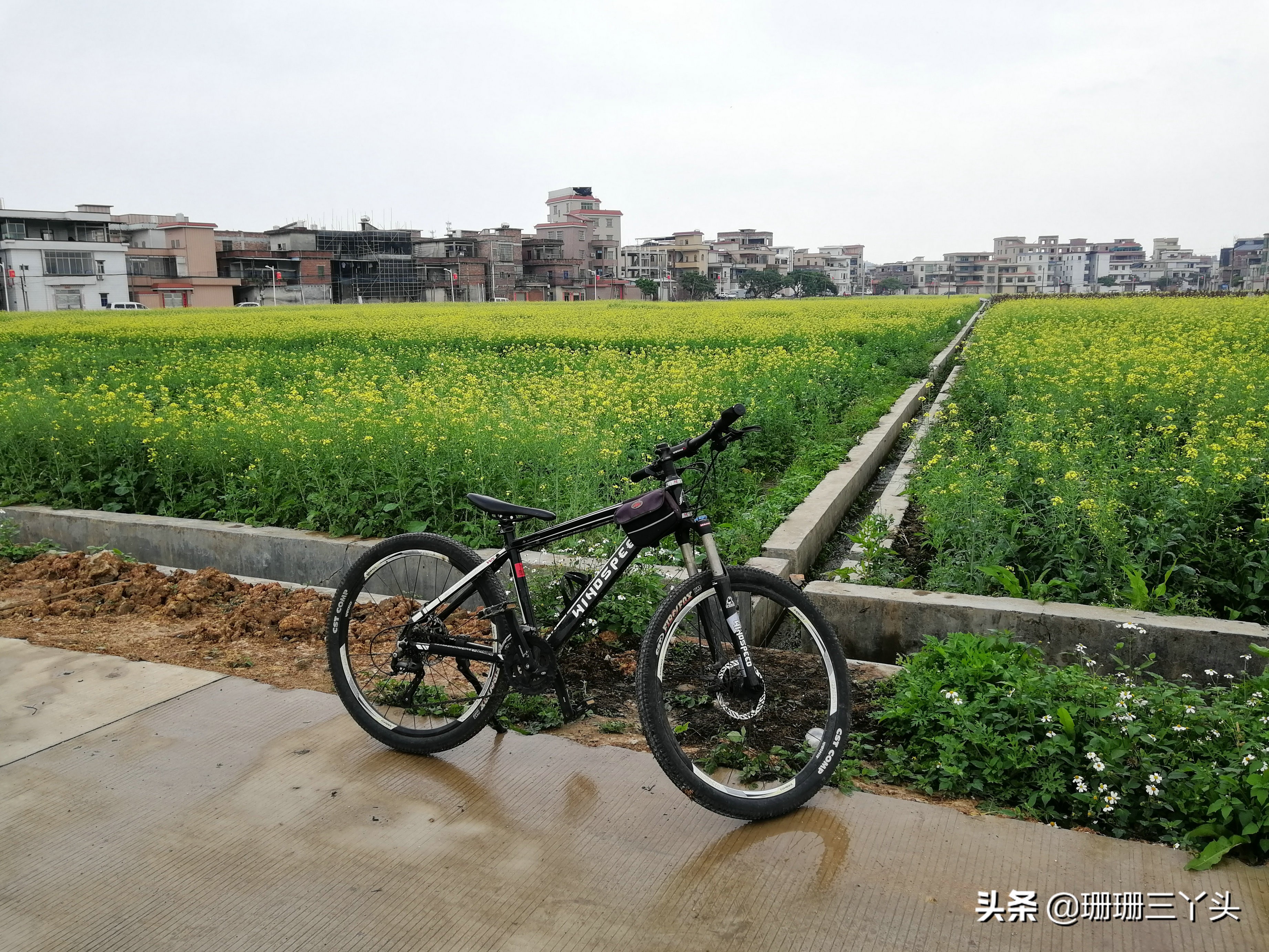 广州春季赏油菜花的地方,广州绝美油菜花海