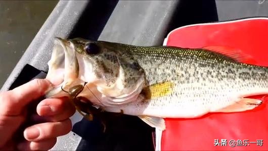 新手海竿钓鲈鱼最佳方法,新手钓鲈鱼海竿技巧视频教程