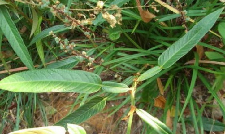 农村常见的植物可以泡水喝,常用来泡水喝的植物