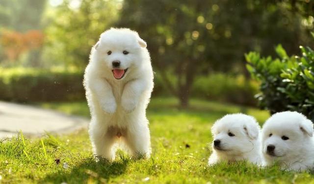 萨摩耶一喝水就咳嗽,萨摩耶咳嗽软便