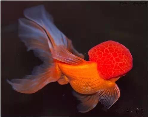 这些五彩斑斓的金鱼养眼又养心,最美的观赏金鱼值得一看