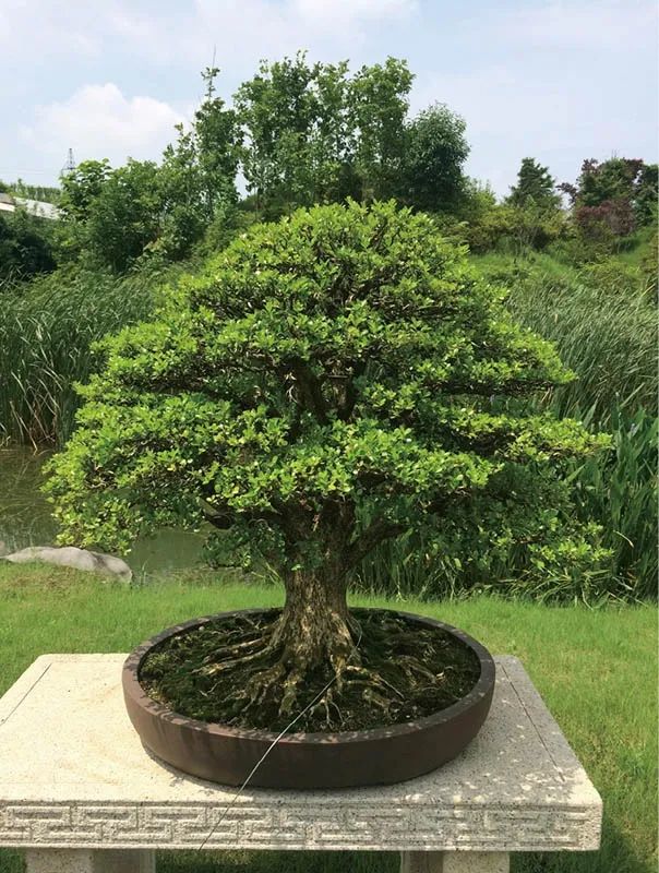 盆景素材十大排名 (什么盆景素材最好)