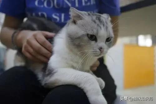 给父母养狗养什么样的,给家里养猫的好处