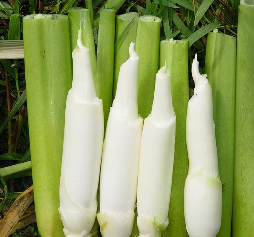 湖南特有的笋,湖南特产野笋