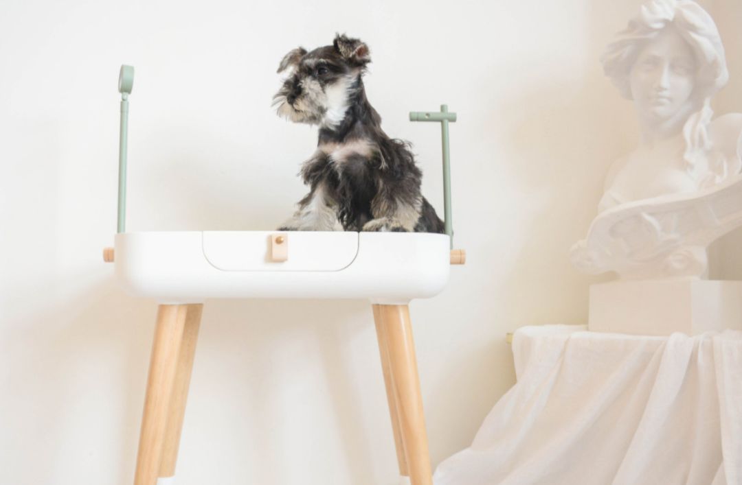 未来5年宠物智能产品,宠物产品logo设计