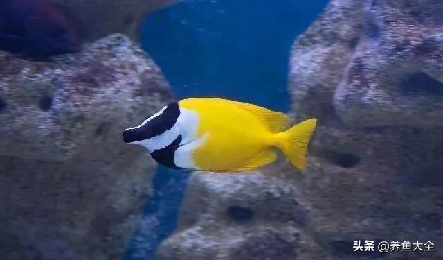 观赏鱼总打架怎么办,观赏鱼老是打架怎么办