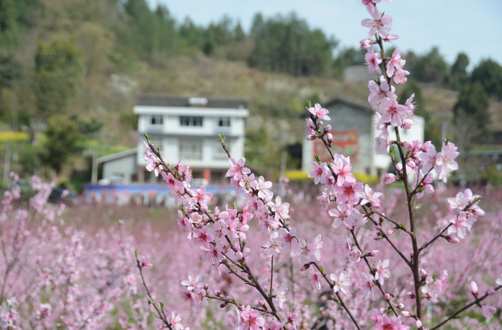 阳春3月桃花与油菜花交相辉映,三月的油菜花和樱花好看吗