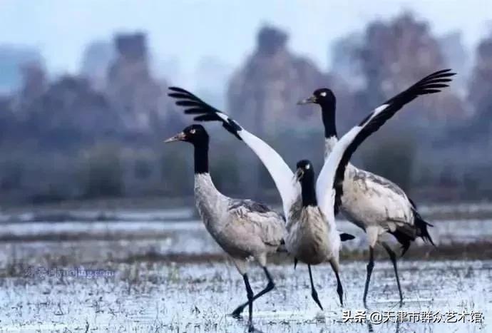 小云带你去旅行丽江详细攻略,8月威宁草海游