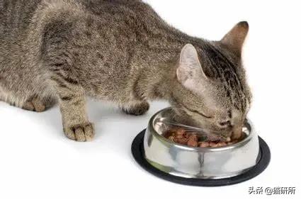 猫咪也有汗臭味儿吗？爱闻人类出汗的腋下又是为什么？