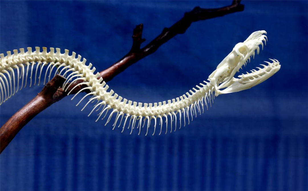 被蟒蛇给吞掉是什么感觉,如果被蛇突然吞下会发生什么