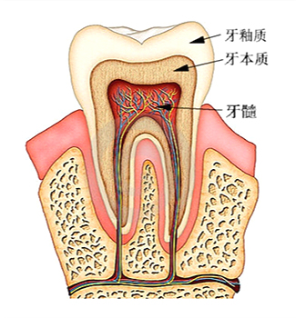 外伤造成牙齿松动多久可以恢复,4岁牙齿外伤轻微松动怎么办