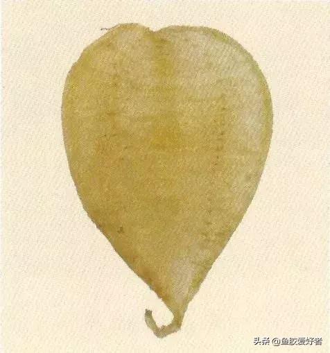 哪种鱼胶最好7种鱼胶的分类,鱼胶知识与食用方法