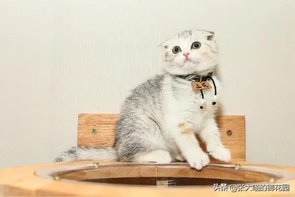 猫咪也会感染犬瘟热,猫咪也会突发性猫瘟么