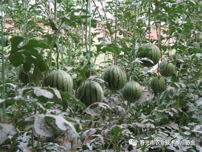 西瓜炭疽病和果腐病怎样识别,西瓜茎基腐病专用药