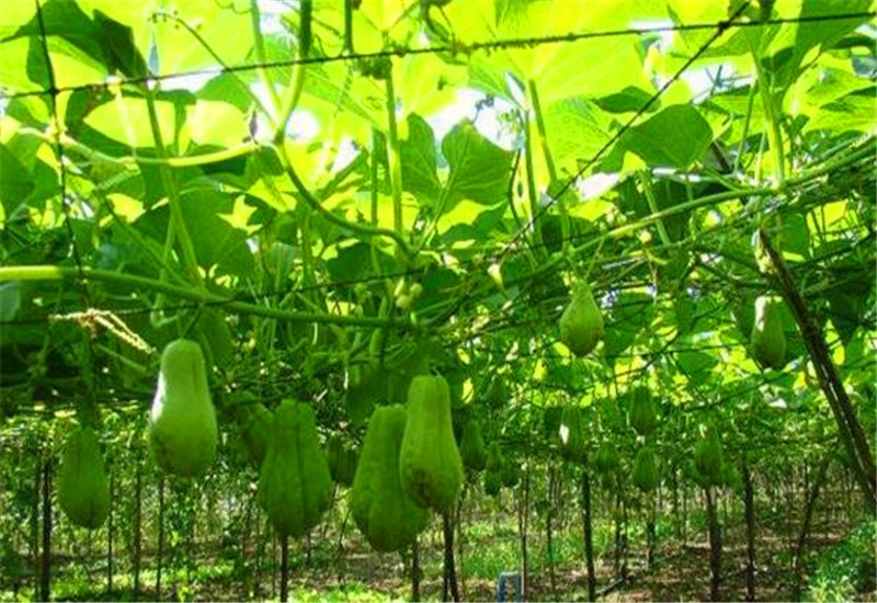 农村种植蔬菜一年赚多少钱,2018种植什么蔬菜最赚钱