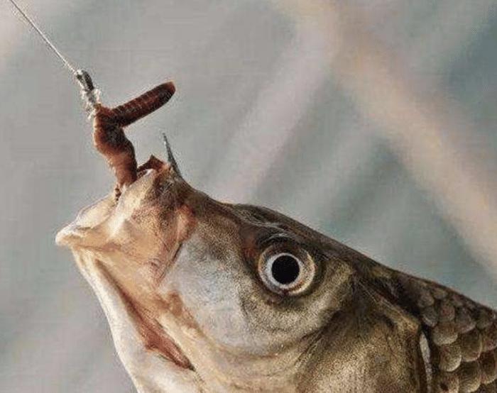 用蚯蚓钓鱼怎么样才上鱼快,用蚯蚓钓鱼如何快速上鱼