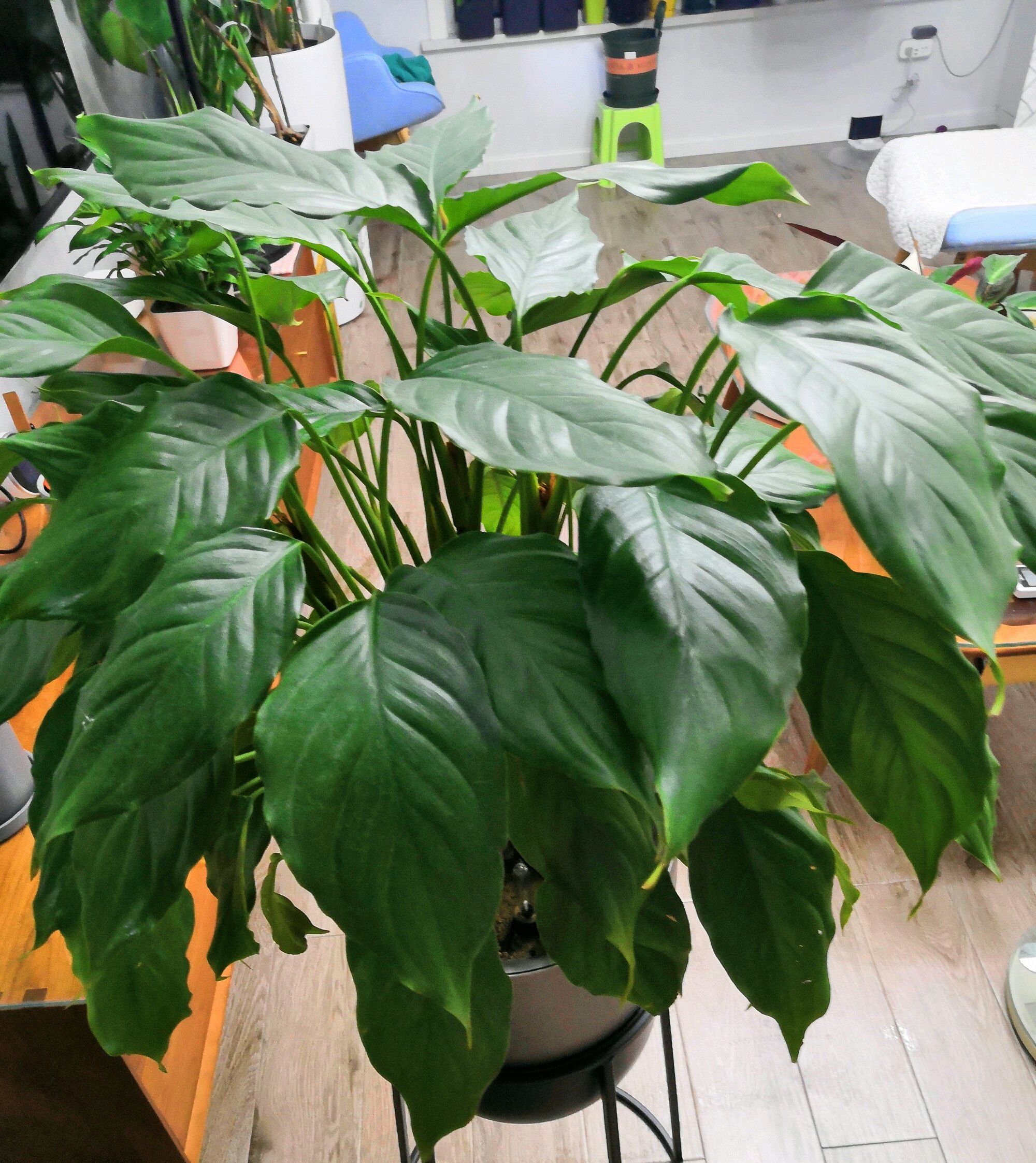 万年青叶子都枯了该怎么修剪,万年青中间干枯怎么修剪