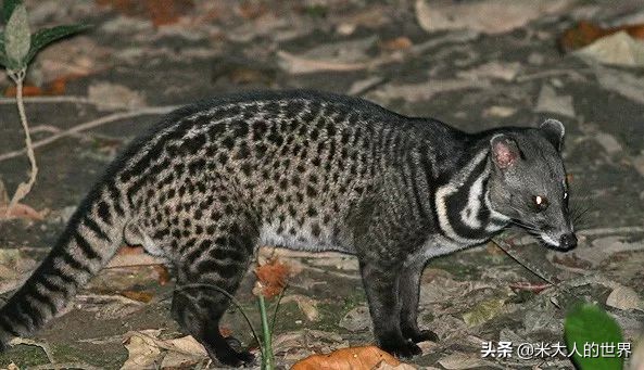 你知道这些皮草奢侈品是导致它已经在香港灭绝的主要原因吗？