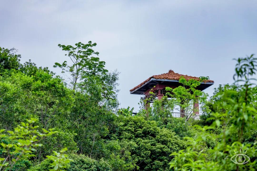 深圳这10条绿道你去过没,深圳十大绿道排行榜