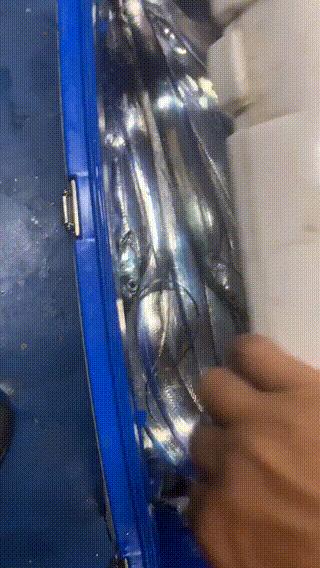 带鱼串钩用几号主线,岸边串钩钓带鱼教学