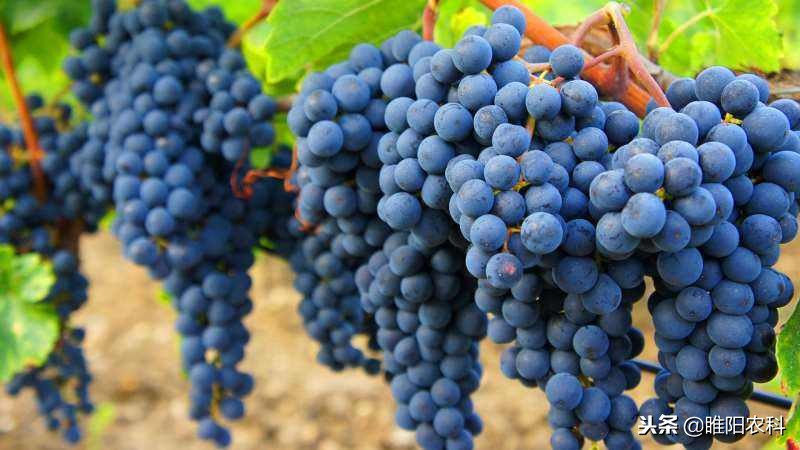 膨大剂生长素细胞分裂素,膨果期使用多少细胞分裂素