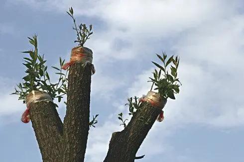 柳絮杨絮导致眼睛过敏鼻子难受,柳絮满天飞过敏流鼻涕