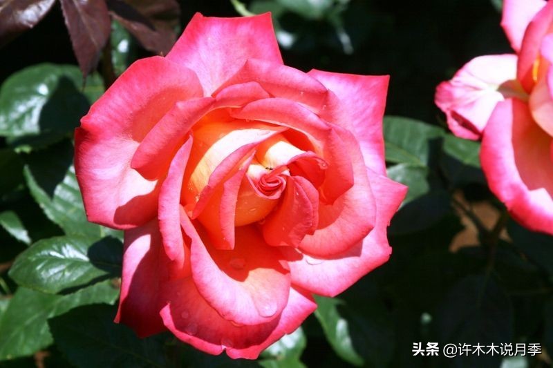 完全无刺的月季花,月季没刺的品种