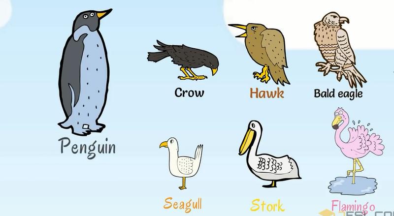 关于动物的英语单词100个带图片,英语常用词汇整理