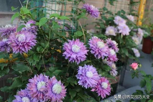 这十种爬藤花一开就是三年,3种极品爬藤花30天爬满庭院农村