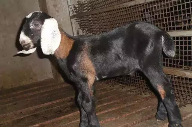 奶山羊最好的品种有哪些,全球公认最好的奶山羊品种是哪个