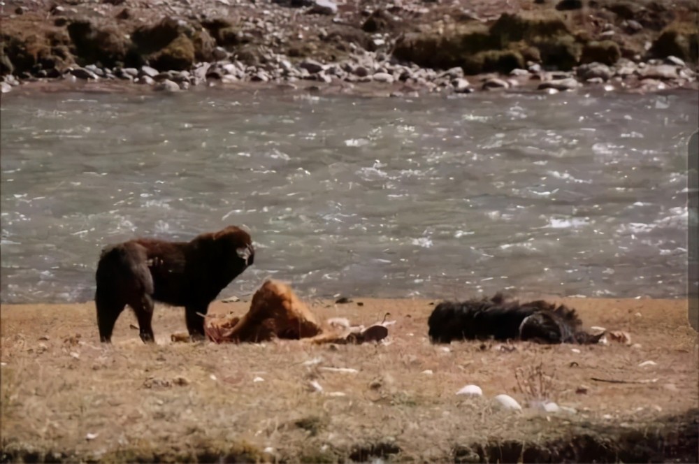 藏獒炒作事件,藏獒炒作之路