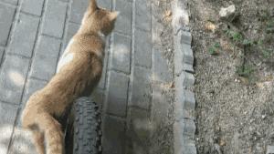 最能挨揍的男人,男人能有多抗揍