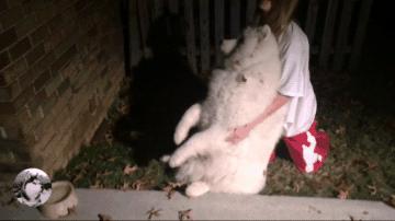 大白狗在公园交了“女友”，拒绝跟主人回家：感觉失恋了