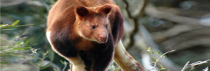 澳洲悉尼动物园,悉尼塔隆加动物园介绍