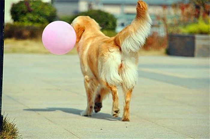 金毛性格很急躁怎么办呀,金毛的脾气很暴躁怎么办