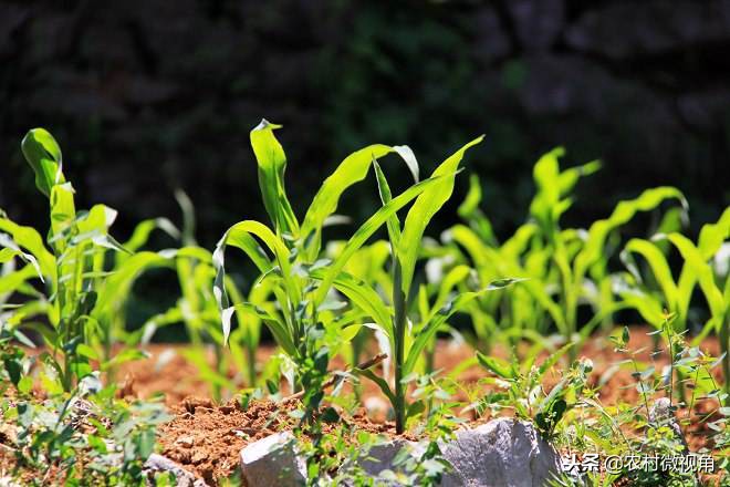 农村田间致死的虫子叫什么,地里害虫消灭的同时蚯蚓会死吗